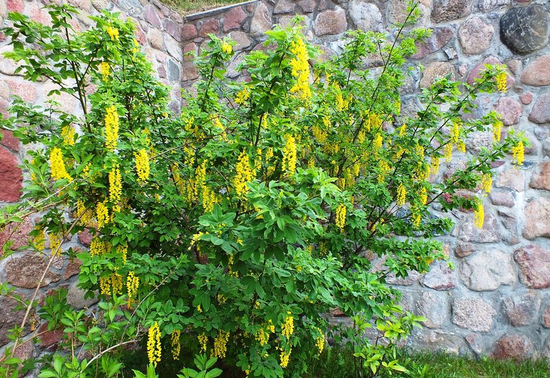 Yellow Flowering Bush — Calm, Spring, Photograph, Stone Wall