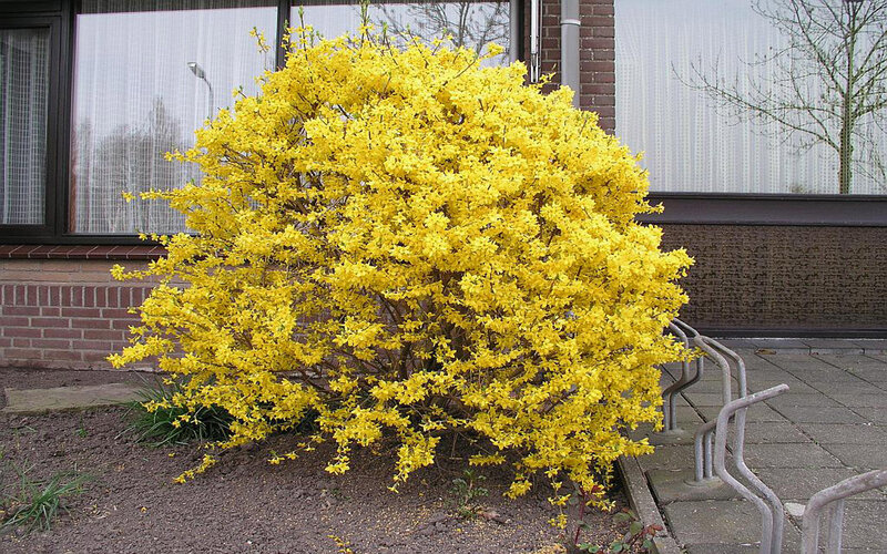Yellow Flowering Bush — Calm, Spring, Photograph