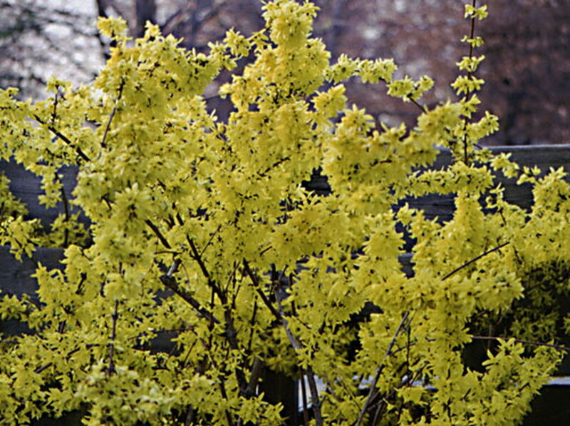 Yellow Flowering Bush — Calm, Spring