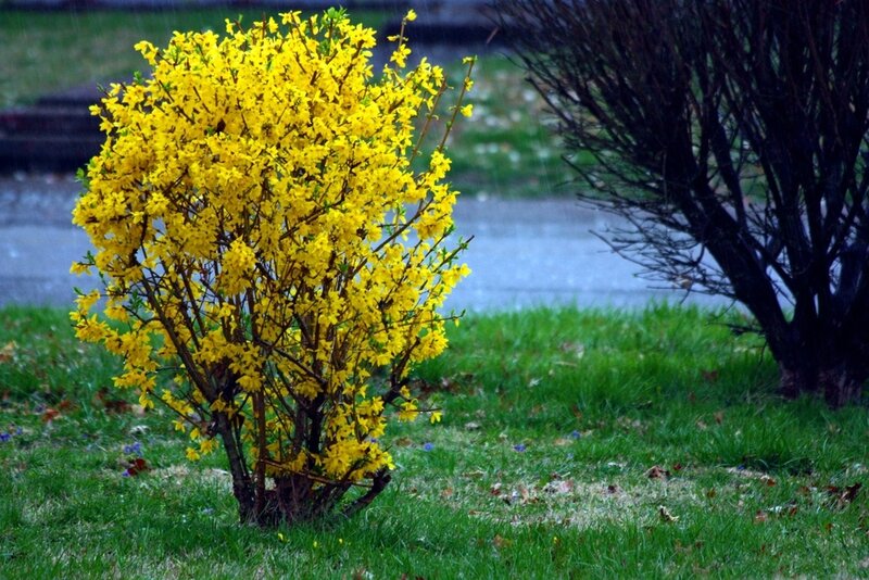 Yellow Flowering Bush — Calm