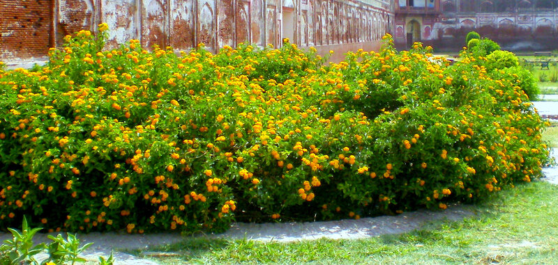 Yellow Flowering Bush — Green, Serene, Afternoon