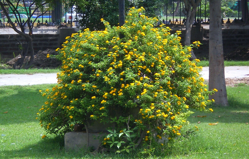 Yellow Flowering Bush — Green