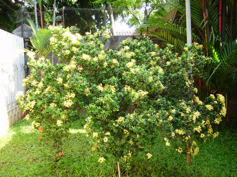 yellow flowering bush in garden
