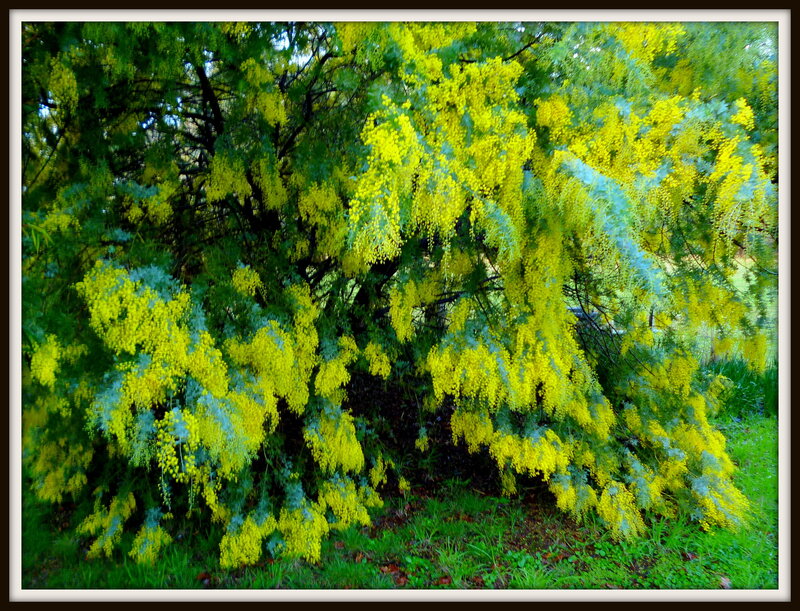 Yellow Flowering Bush — Natural, Spring