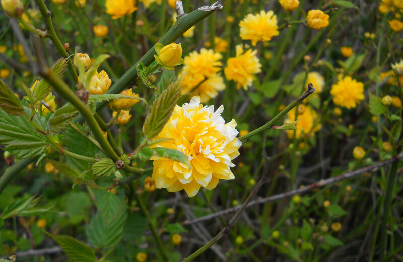 Yellow Flowering Bush — Natural