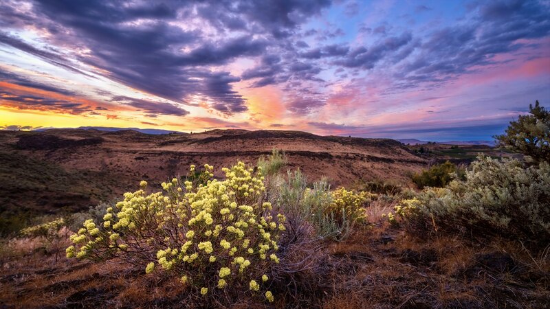Yellow Flowering Bush — Purple