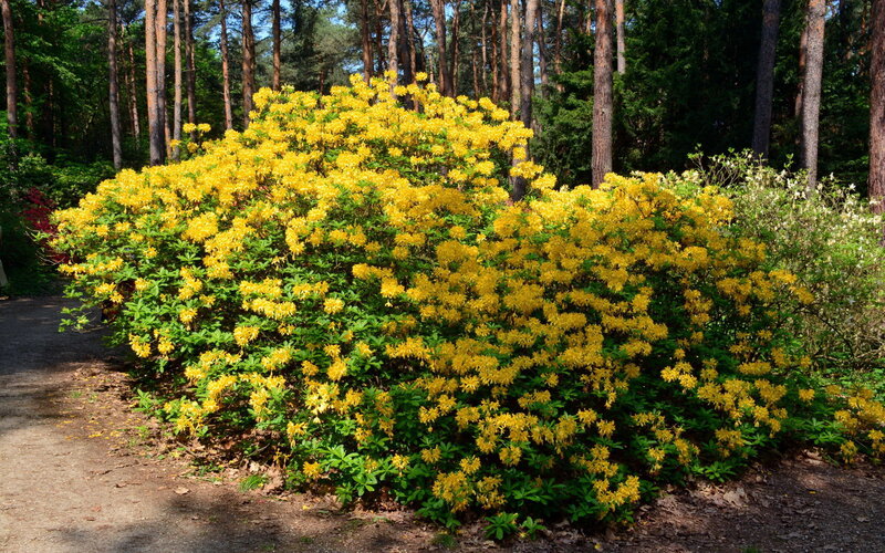 Yellow Flowering Bush — Serene, Afternoon