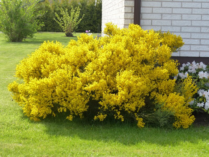 Yellow Flowering Bush — Serene, Spring, Photograph, Grass