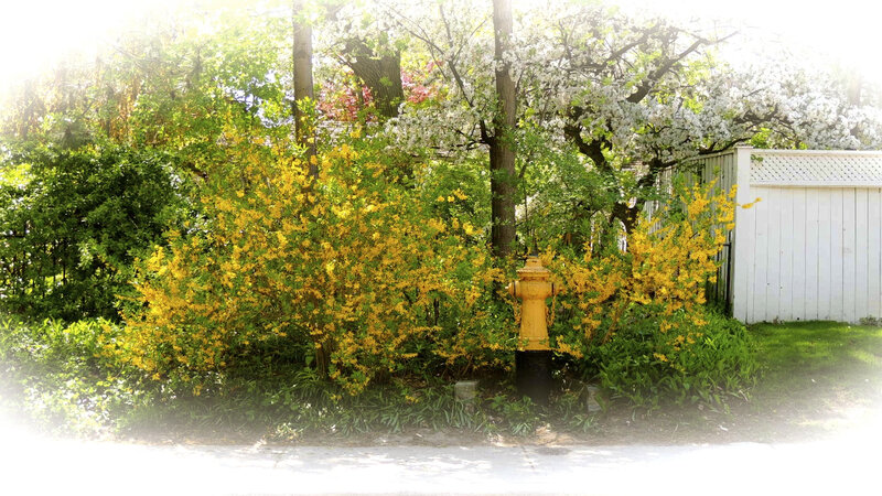 Yellow Flowering Bush — Serene, Spring, Photograph