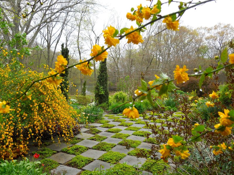 Yellow Flowering Bush — Serene, Spring