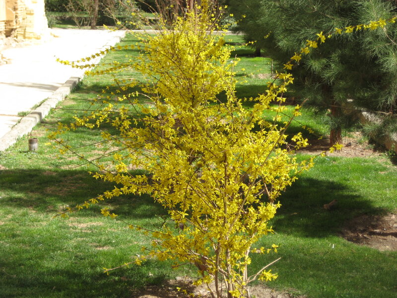 Yellow Flowering Bush — Serene