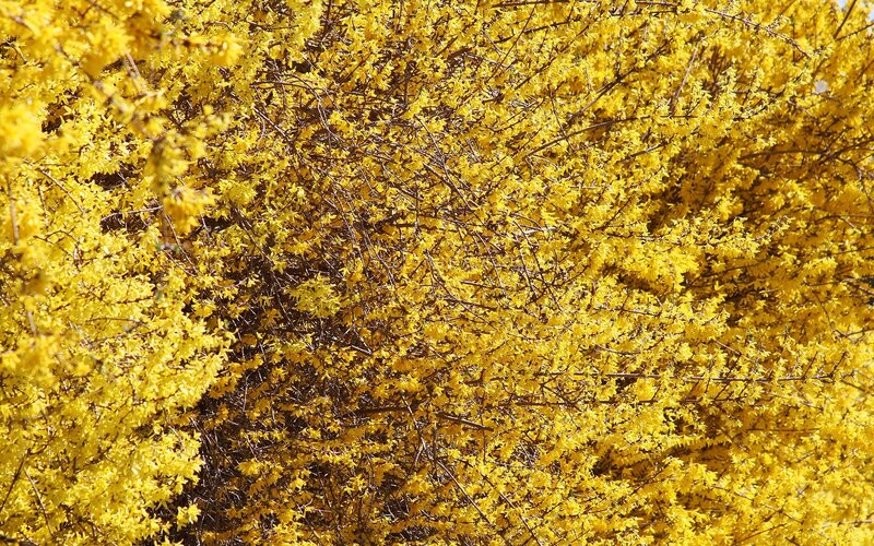Yellow flowering bush