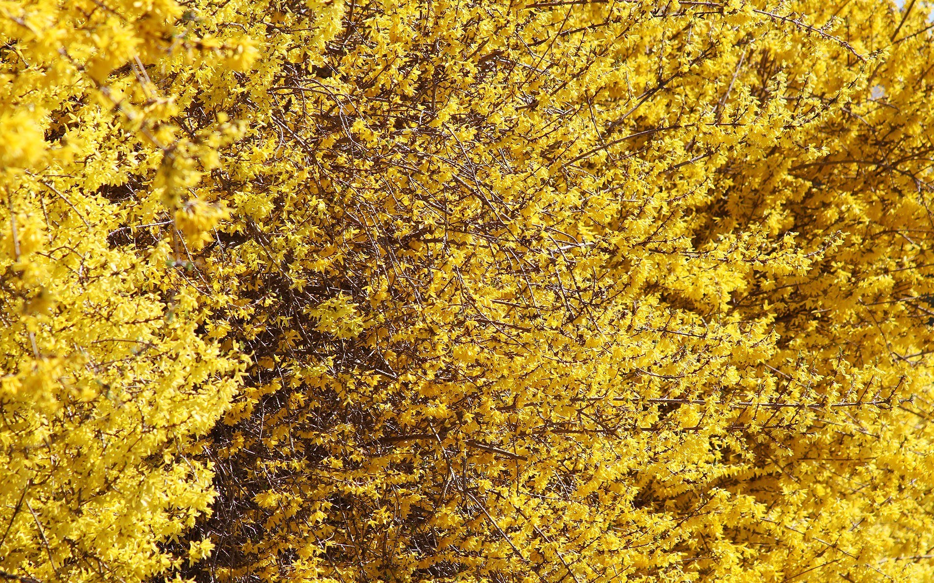 Yellow flowering bush