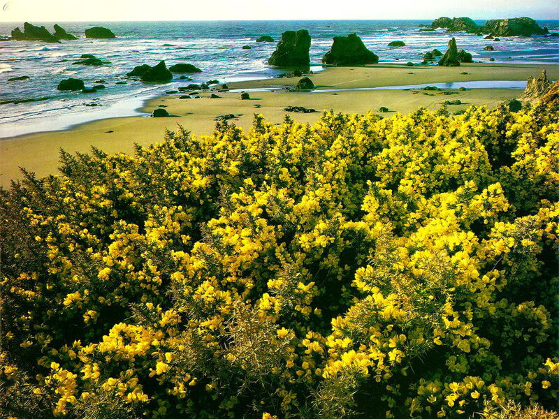 Yellow Flowering Bushes — Serene, Afternoon