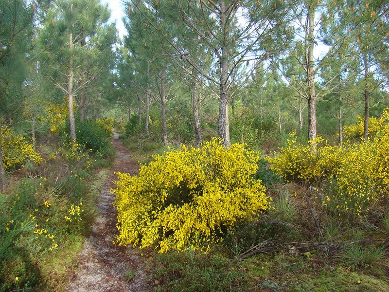 Yellow Flowering Bushes — Serene