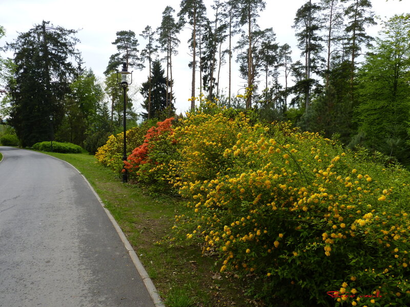Yellow Flowering Bushes