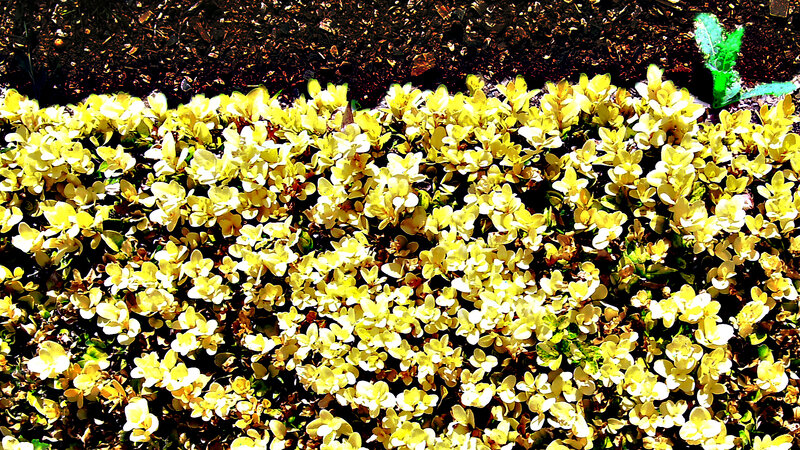 Yellow Flowering Ground Cover