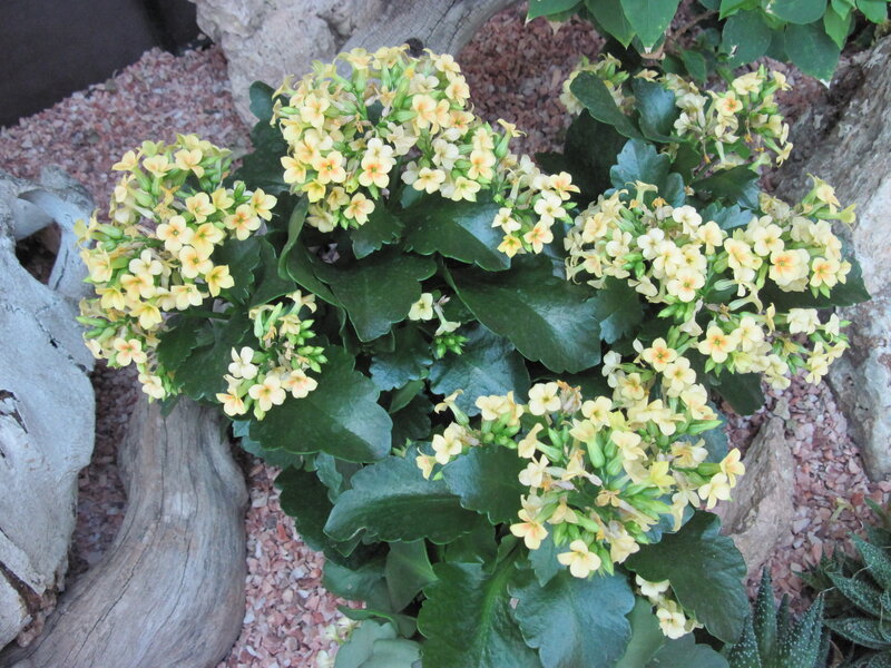 Yellow Flowering Kalanchoe