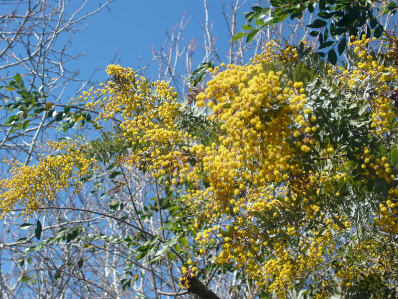 Yellow Flowering Mimosa Tree — Serene