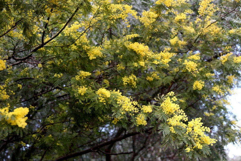 Yellow Flowering Mimosa Tree
