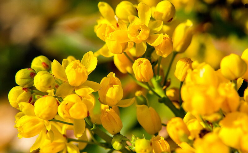 Yellow Flowering Plant — Bright
