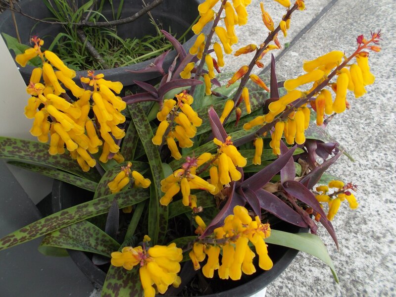 Yellow Flowering Plant — Calm, Afternoon