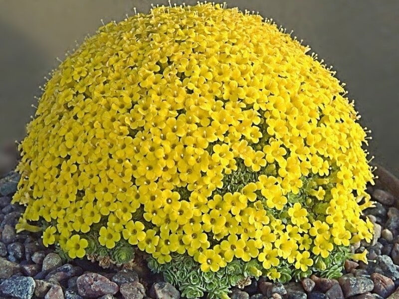 Yellow Flowering Plant — Calm