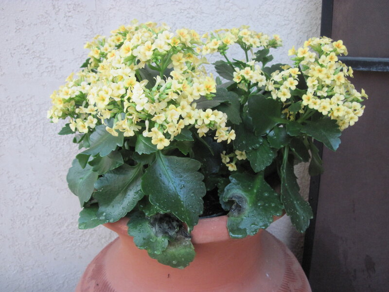 Yellow Flowering Plant — Green