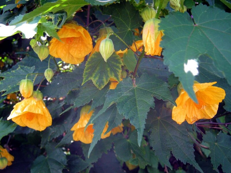 Yellow Flowering Plant — Natural, Afternoon, Photograph