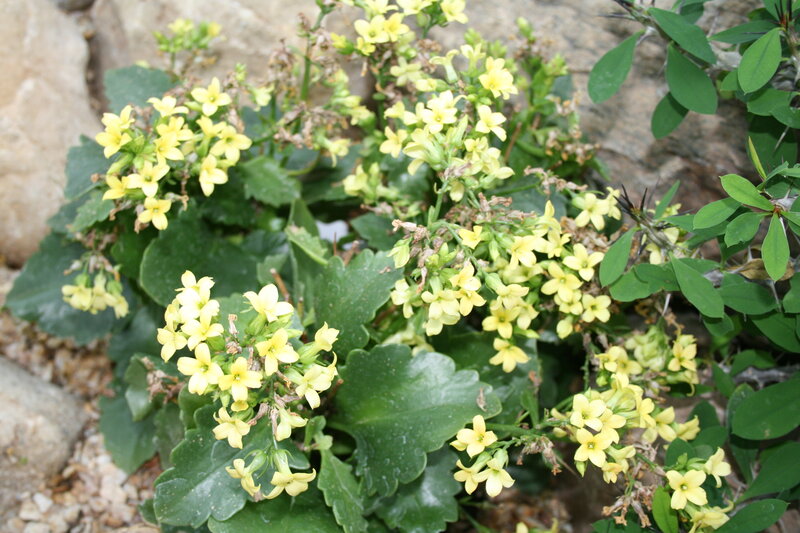 Yellow Flowering Plant — Natural, Afternoon