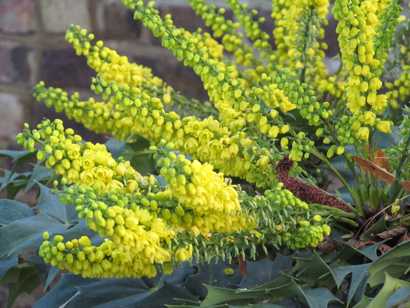 Yellow Flowering Plant — Natural
