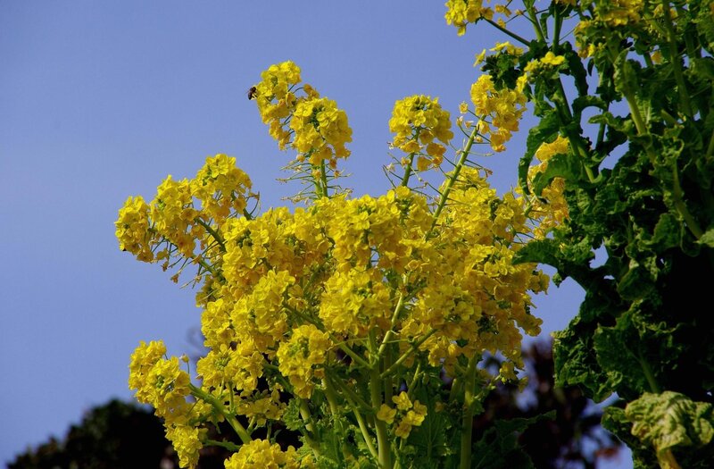 Yellow Flowering Plant — Serene