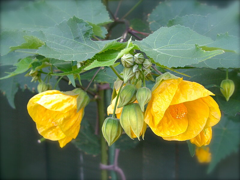 Yellow Flowering Plant