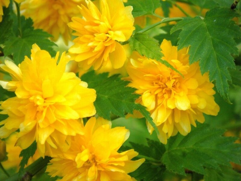 Yellow Flowering Plant — Vibrant