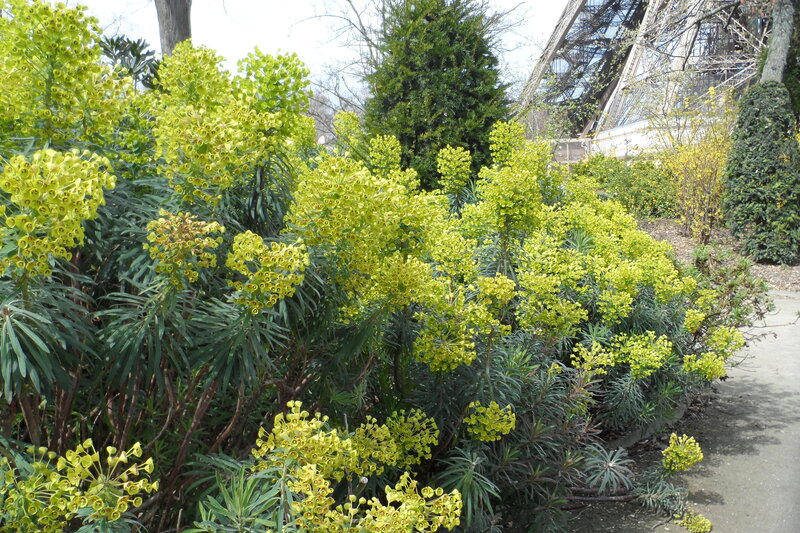 Yellow Flowering Plants