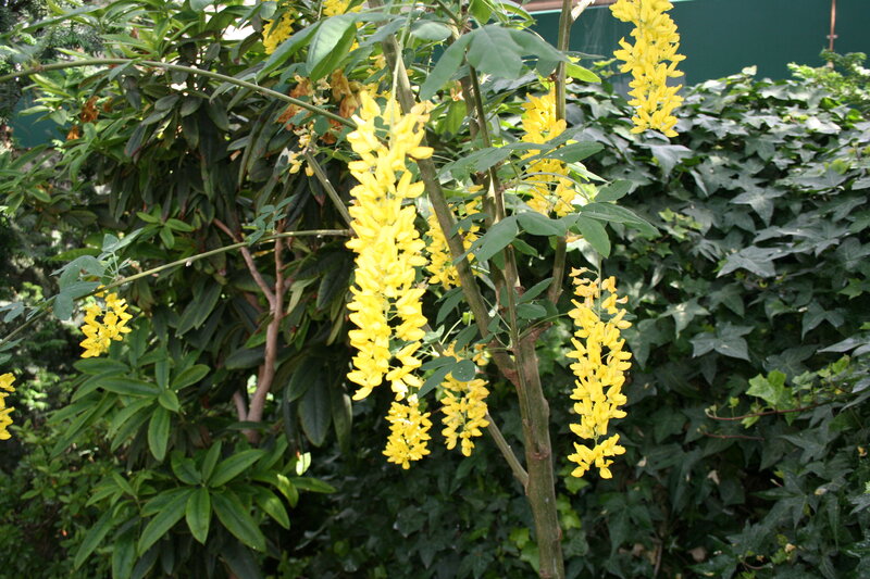 Yellow Flowering Shrub — Calm, Afternoon