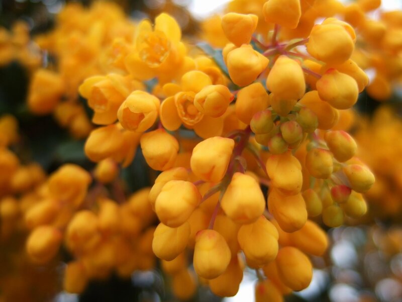 Yellow Flowering Shrub — Calm, Spring, Photograph