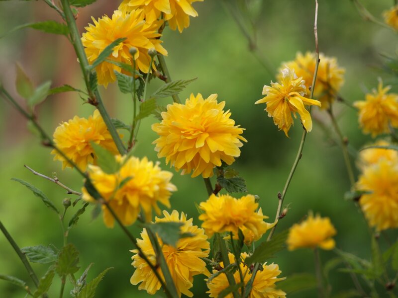 Yellow Flowering Shrub — Calm