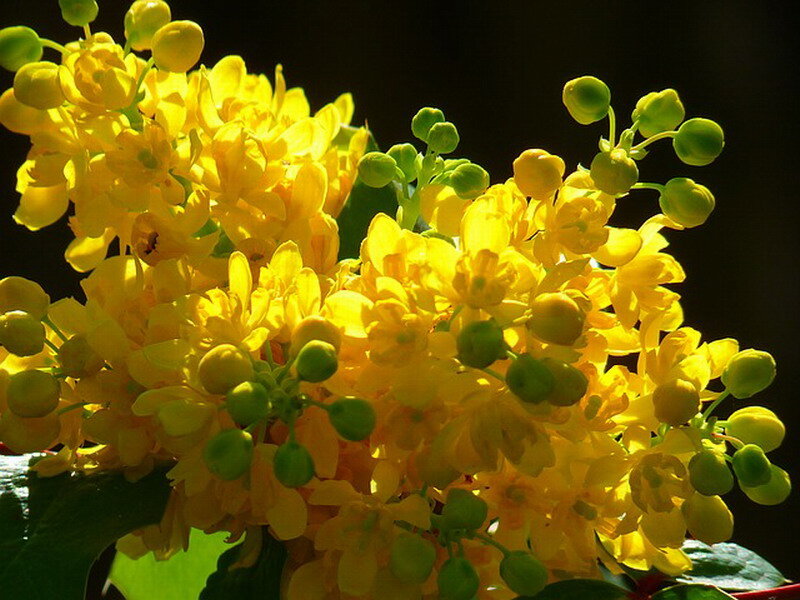 Yellow Flowering Shrub — Dramatic