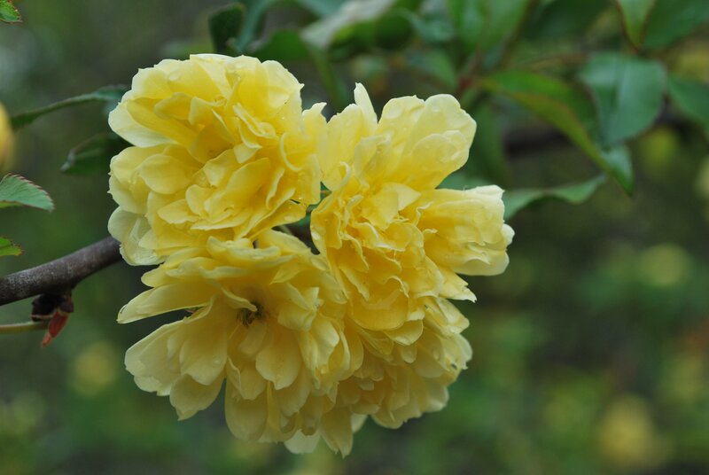 Yellow flowering shrub
