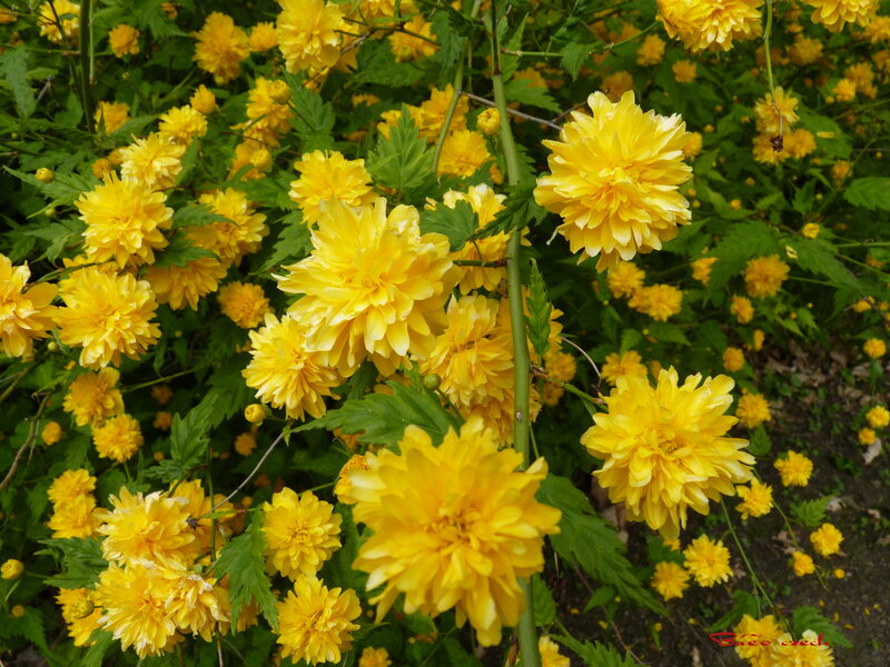 Yellow Flowering Shrub — Vibrant