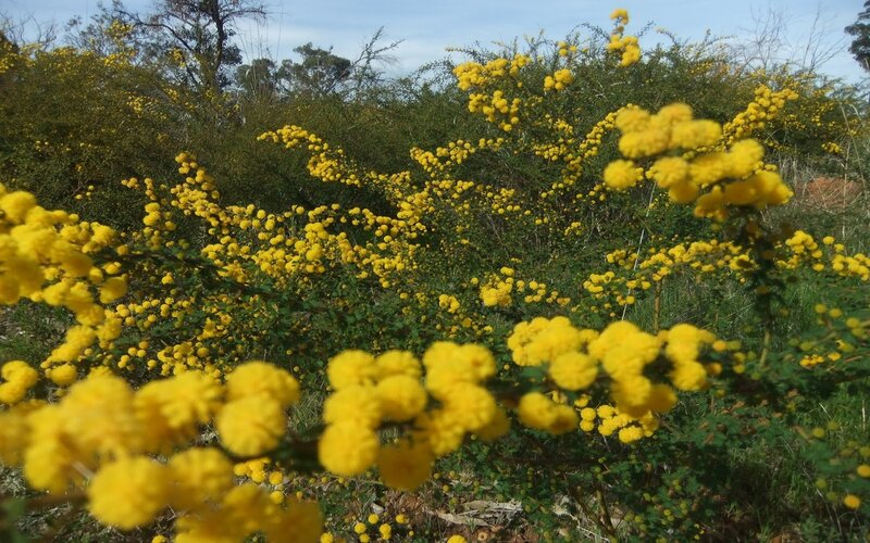 Yellow Flowering Shrubs