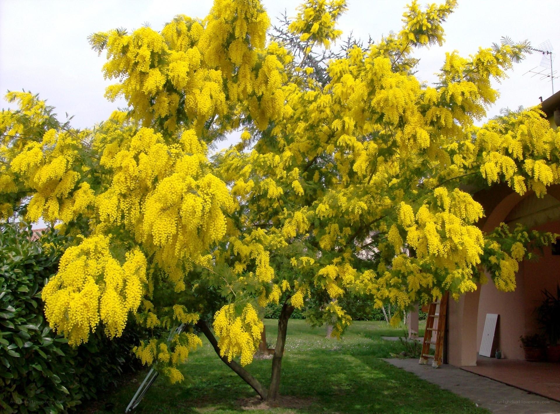 Yellow flowering tree in garden