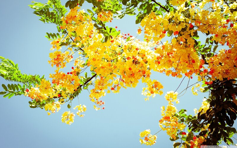 Yellow Flowering Tree — Serene, Afternoon, Photograph, Flowers, Leaves, Sky