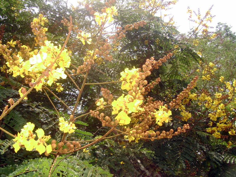 Yellow Flowering Tree — Serene, Afternoon, Photograph, Flowers, Leaves