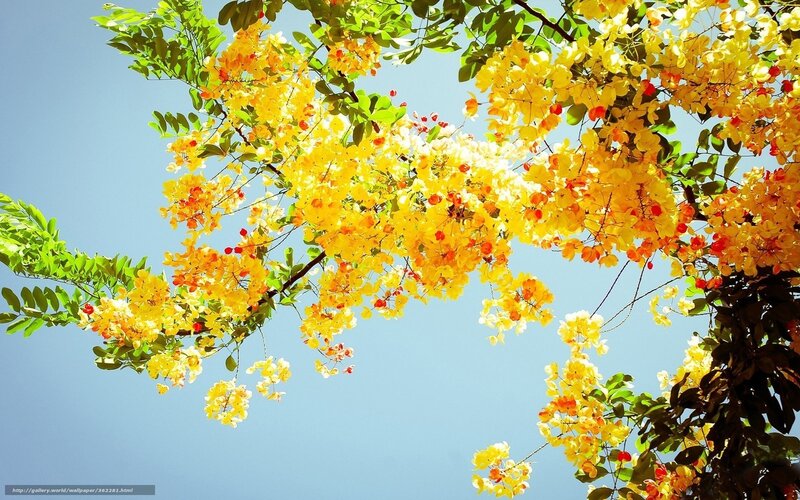 Yellow Flowering Tree — Serene, Afternoon, Photograph, Green Leaves, Blue Sky