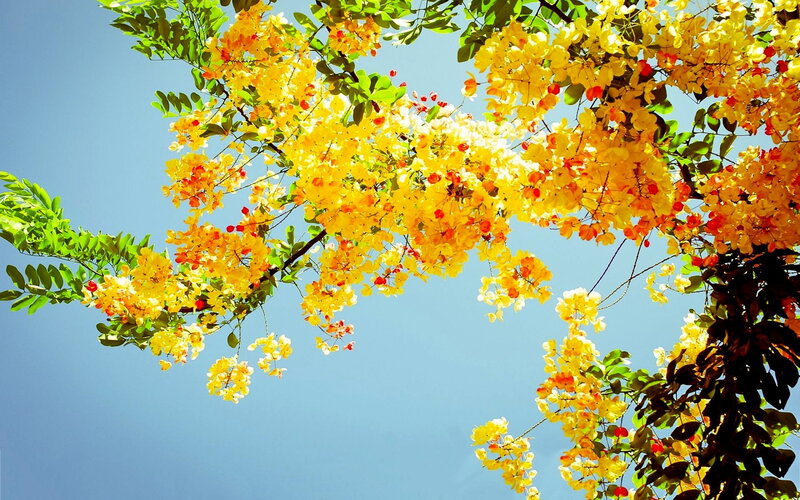 Yellow Flowering Tree — Serene, Afternoon, Photograph, Green Leaves