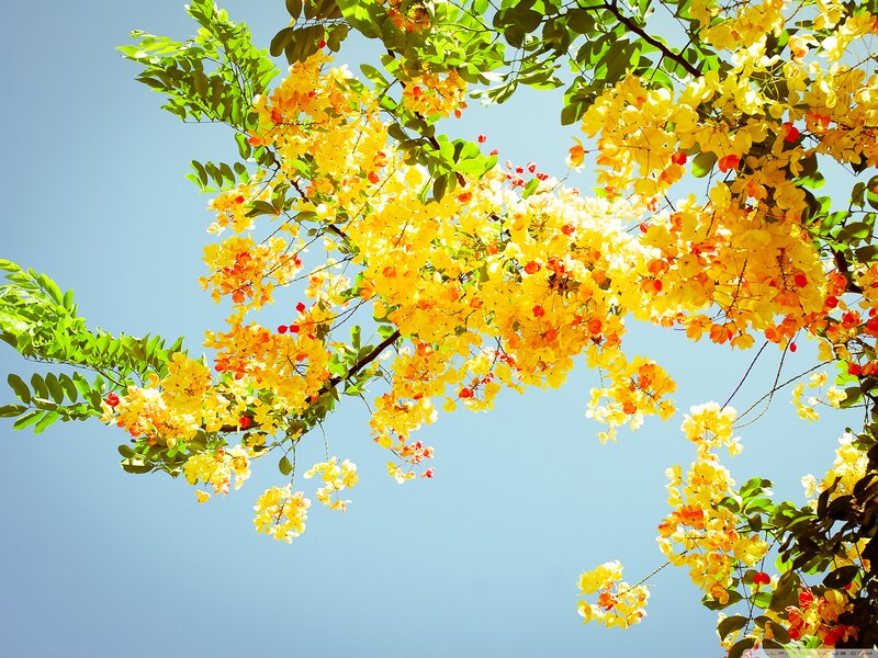 Yellow Flowering Tree — Serene, Afternoon, Photograph