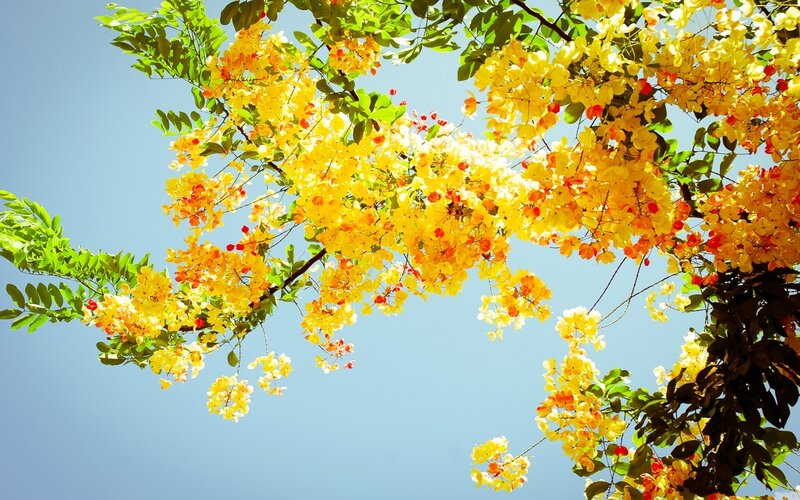 Yellow Flowering Tree — Serene, Afternoon