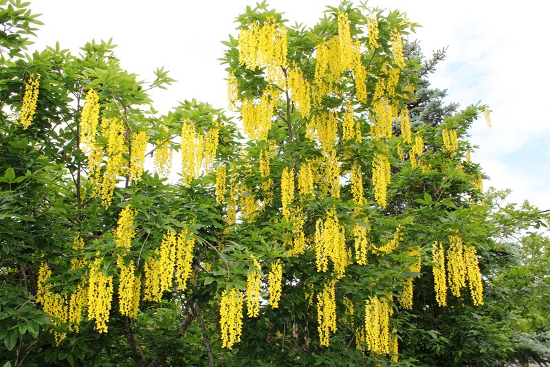 Yellow Flowering Tree — Serene, Spring